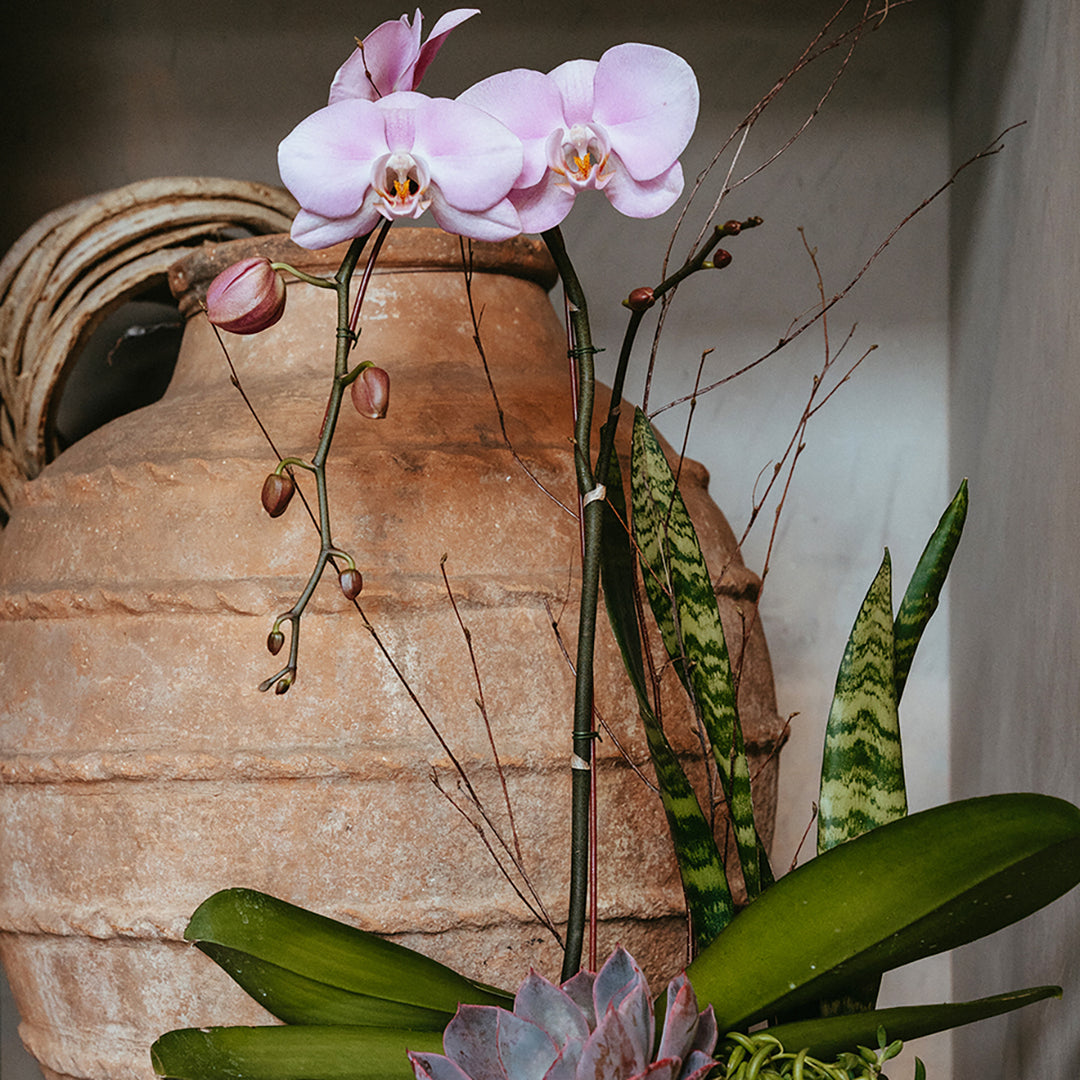 May 4 | Mother’s Day Orchid + Foliage Workshop - Studio City