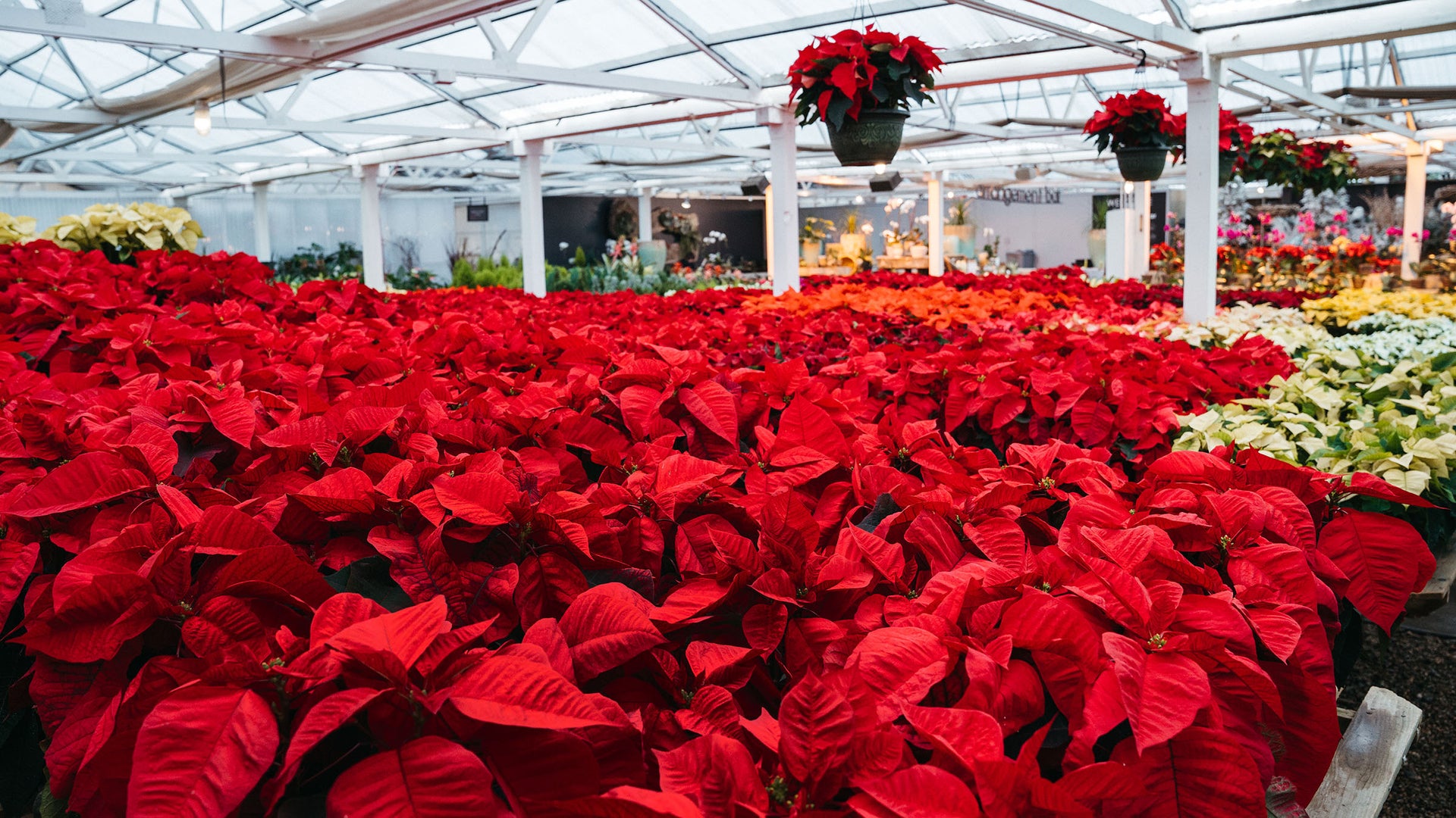 Rolling Greens Rolling Greens