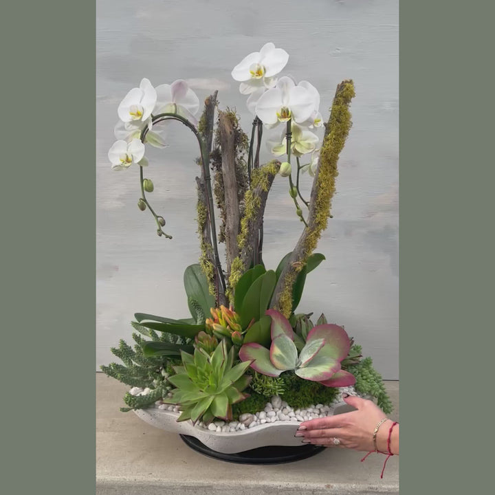Lichen Branch and Waterfall Arrangement