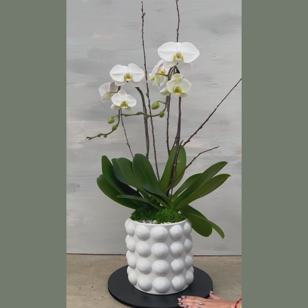 Pop Art Bubble Vase and Orchid Arrangement