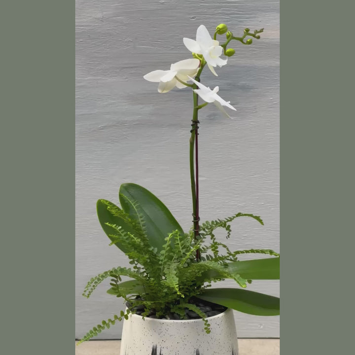 Light + Dark Contemporary Orchid Arrangement