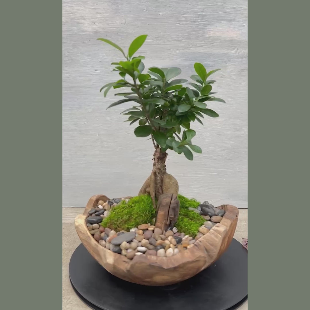 Ficus Ginseng in Organic Bowl Arrangement
