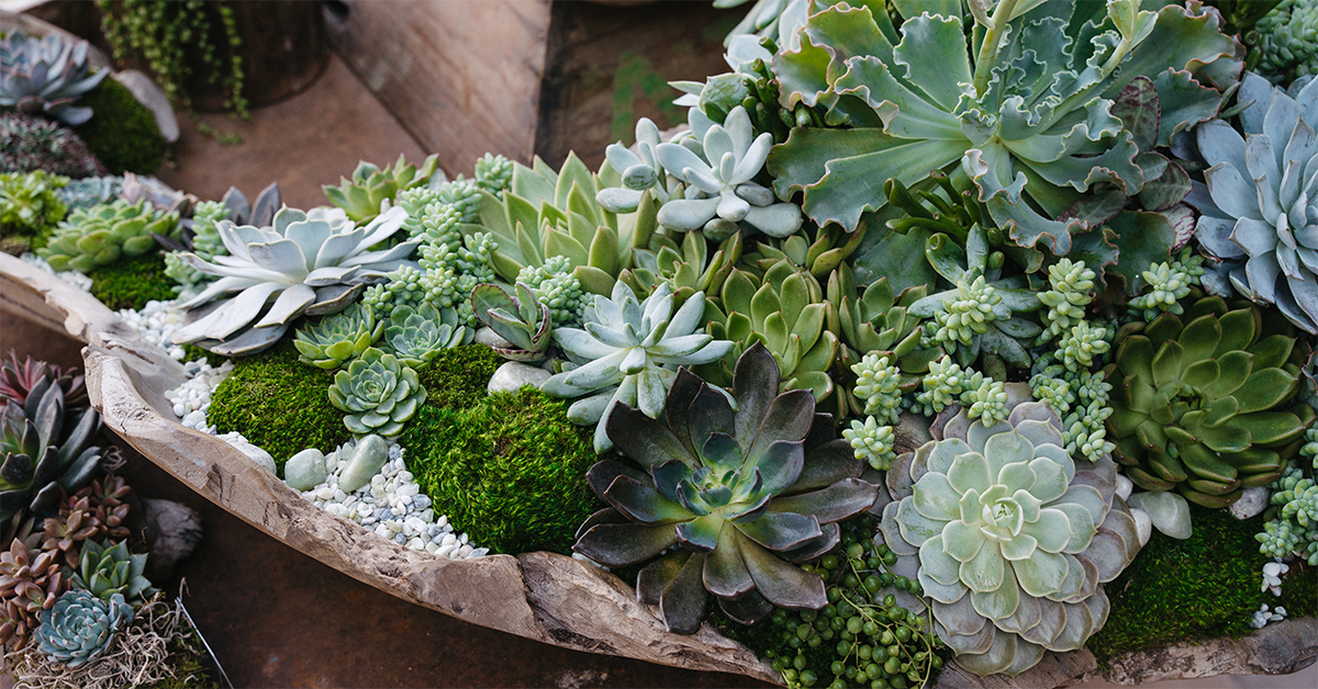 Rolling Greens Rolling Greens