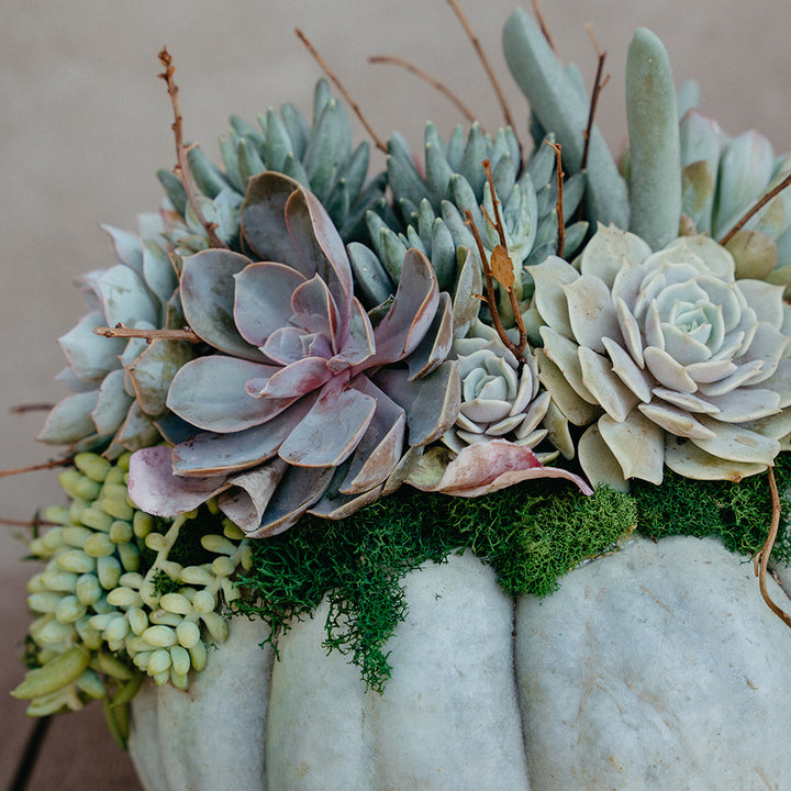 October 20th | Mr. Bones Succulent Pumpkin Workshop
