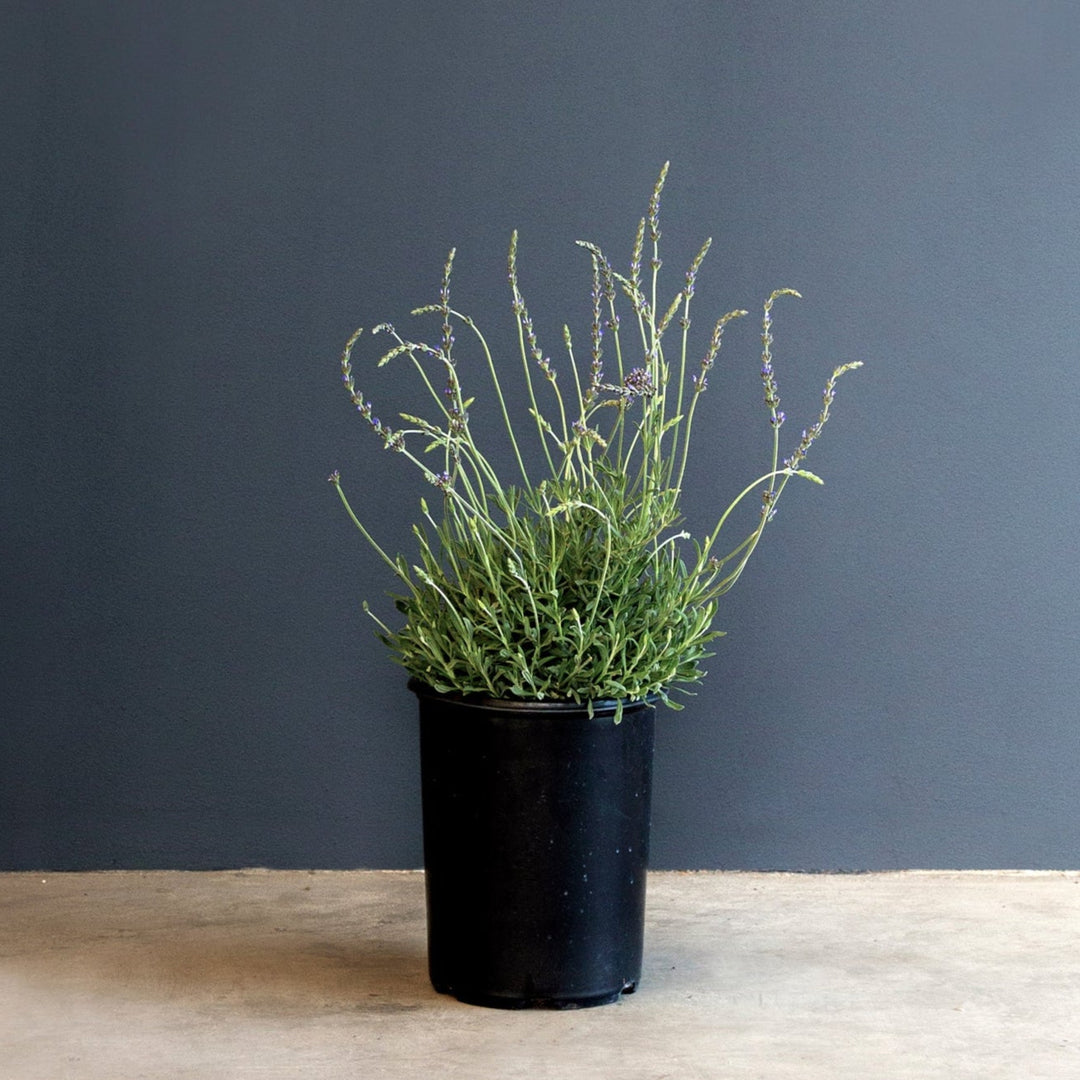 sweet lavender plant Lavender