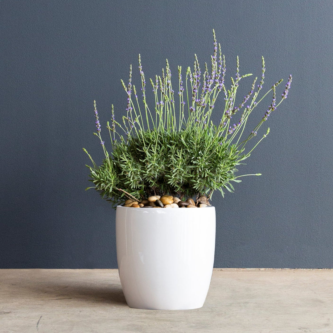 short lavender plants Lavender