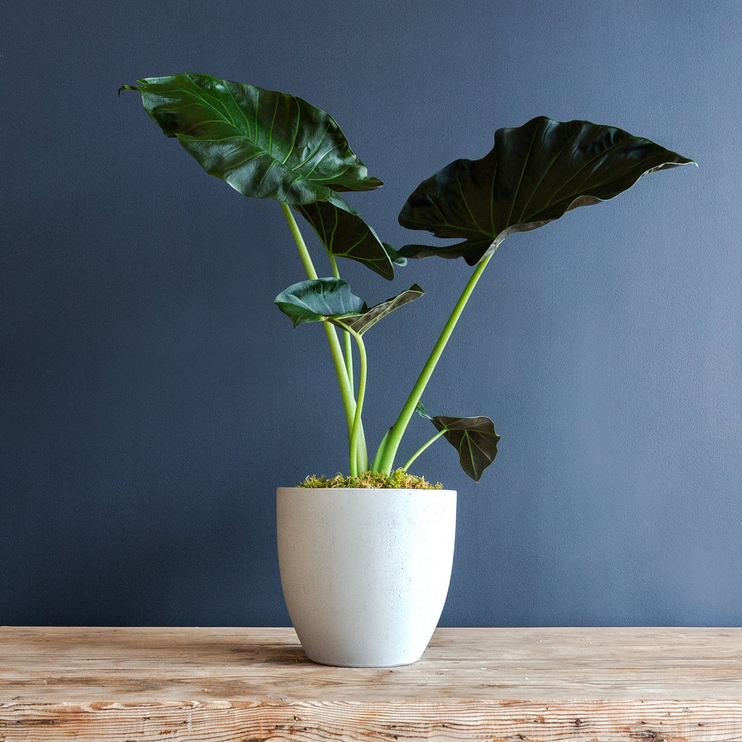 elephant ear plant alocasia regal shield Alocasia Regal Shields (Elephant Ear) 8 in