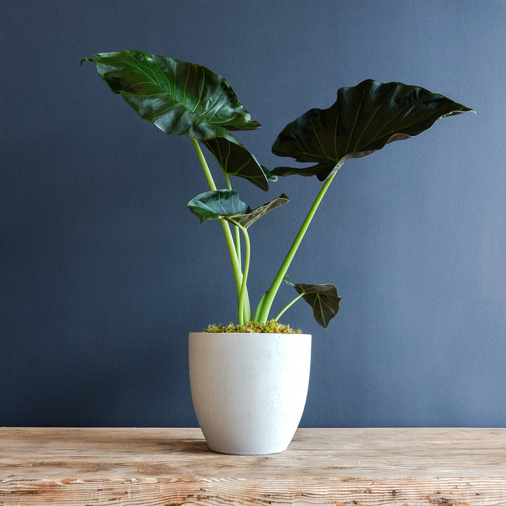 Alocasia Plant in Fibreclay