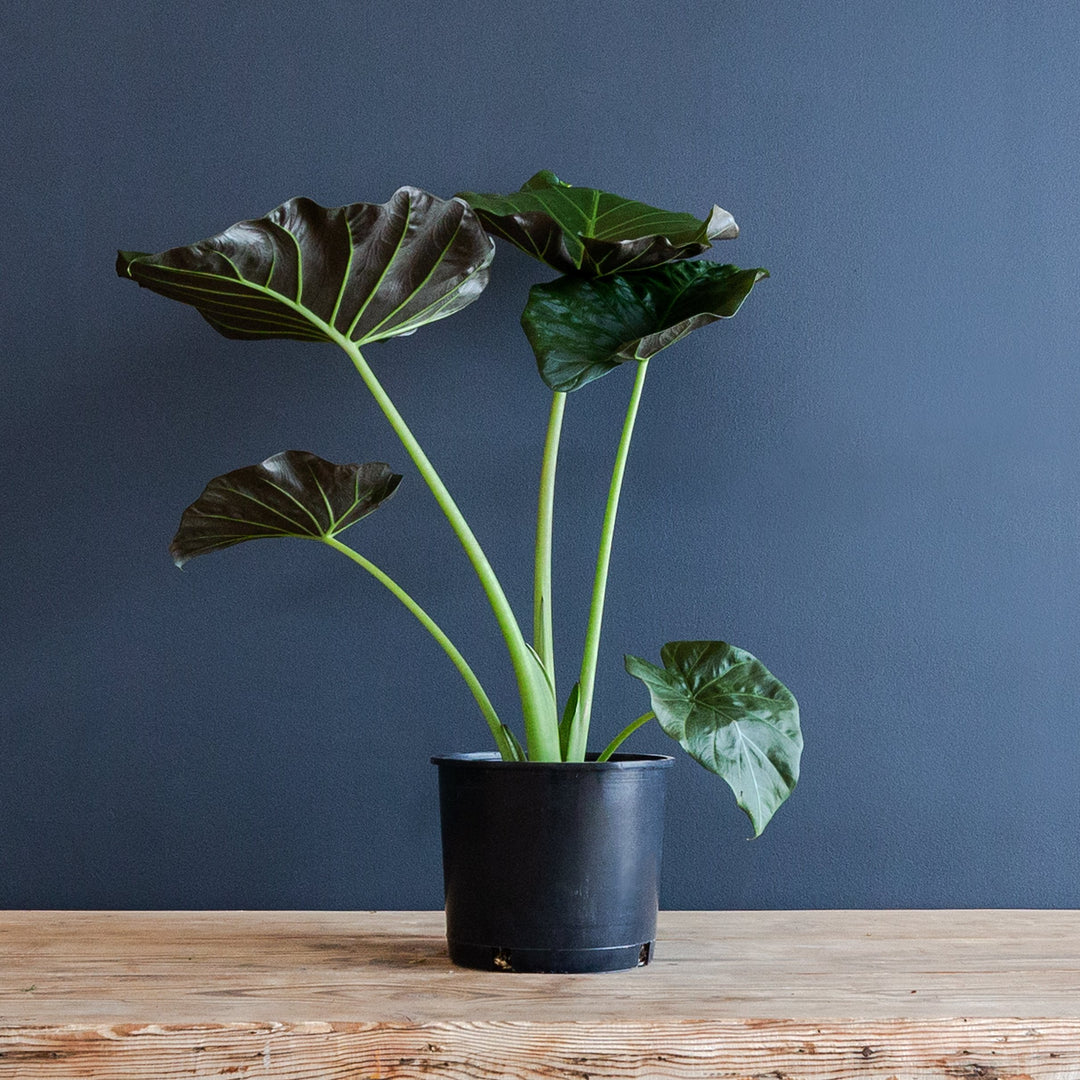 Alocasia Medium Plant