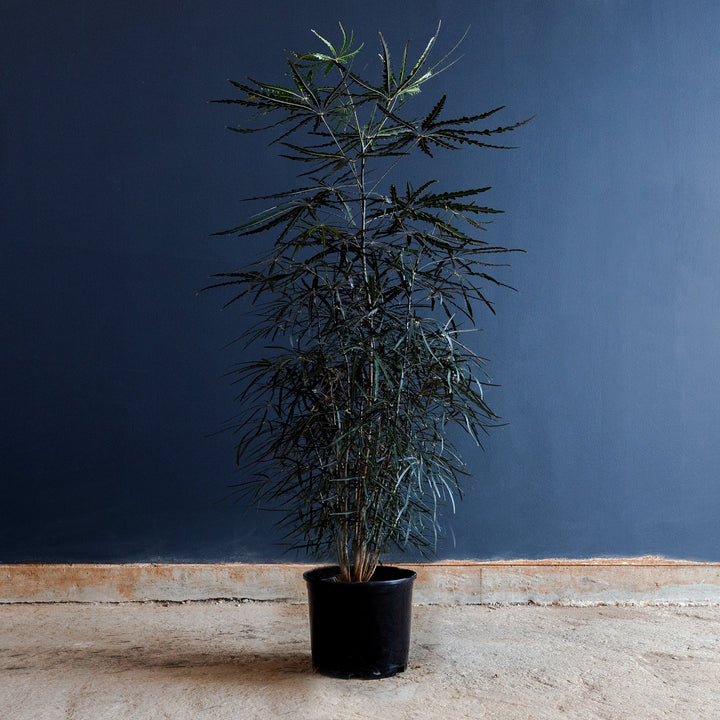 False Aralia (Plerandra elegantissima) 12 inch