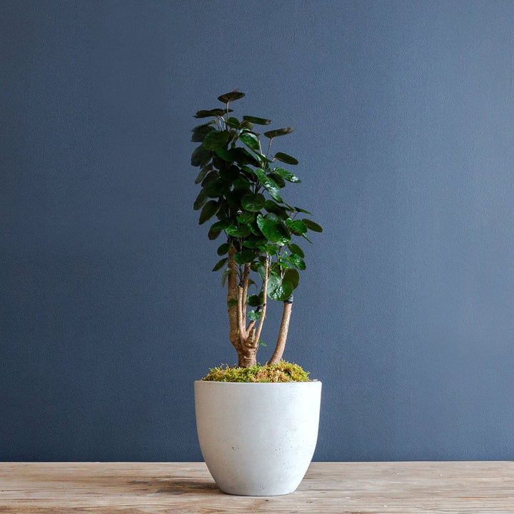 Aralia Ming Stump Plant in Fibreclay Pot