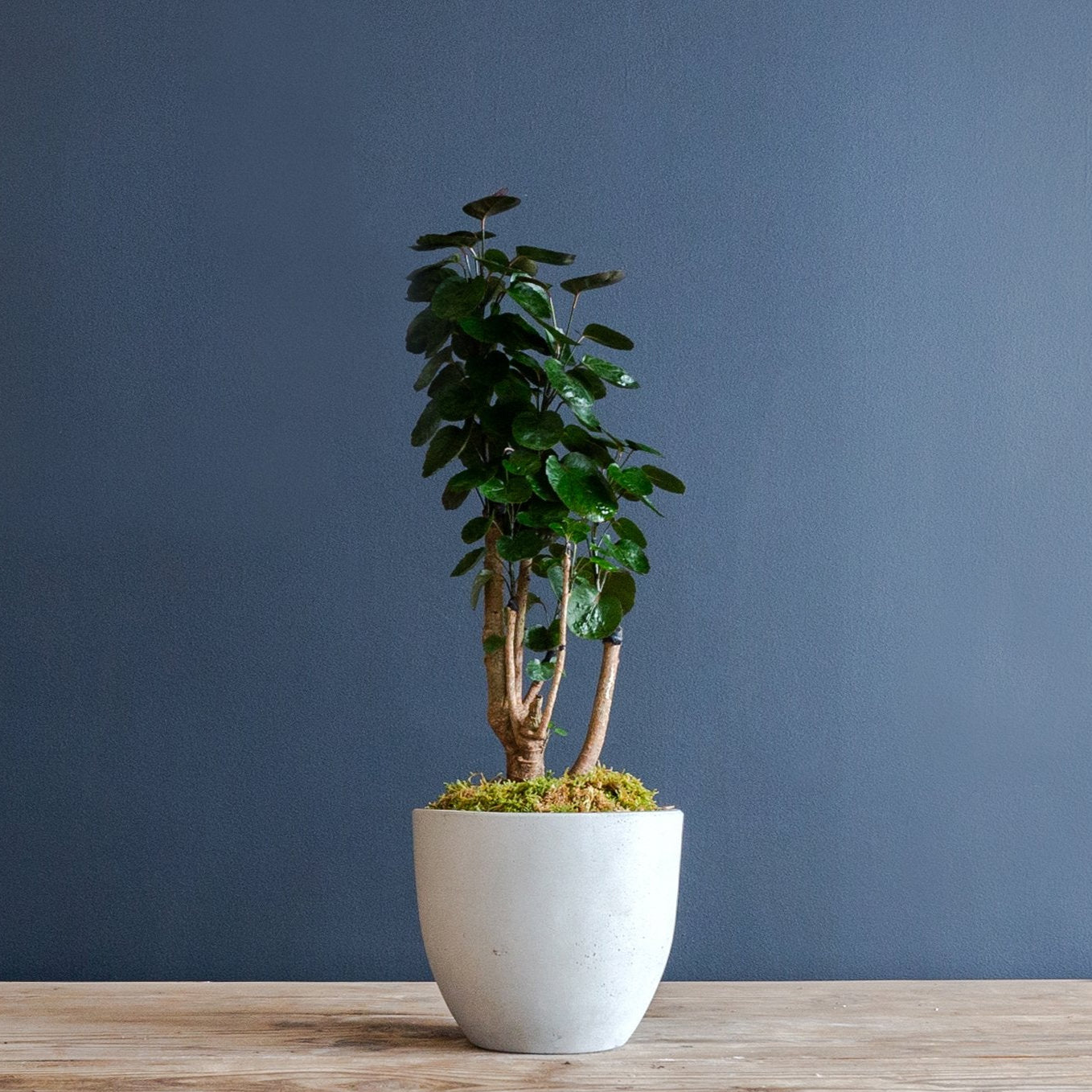 Aralia Fabian Stump (Polyscias Scutellaria Fabian) – Rolling Greens