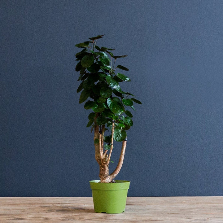 Aralia Ming Stump Plant