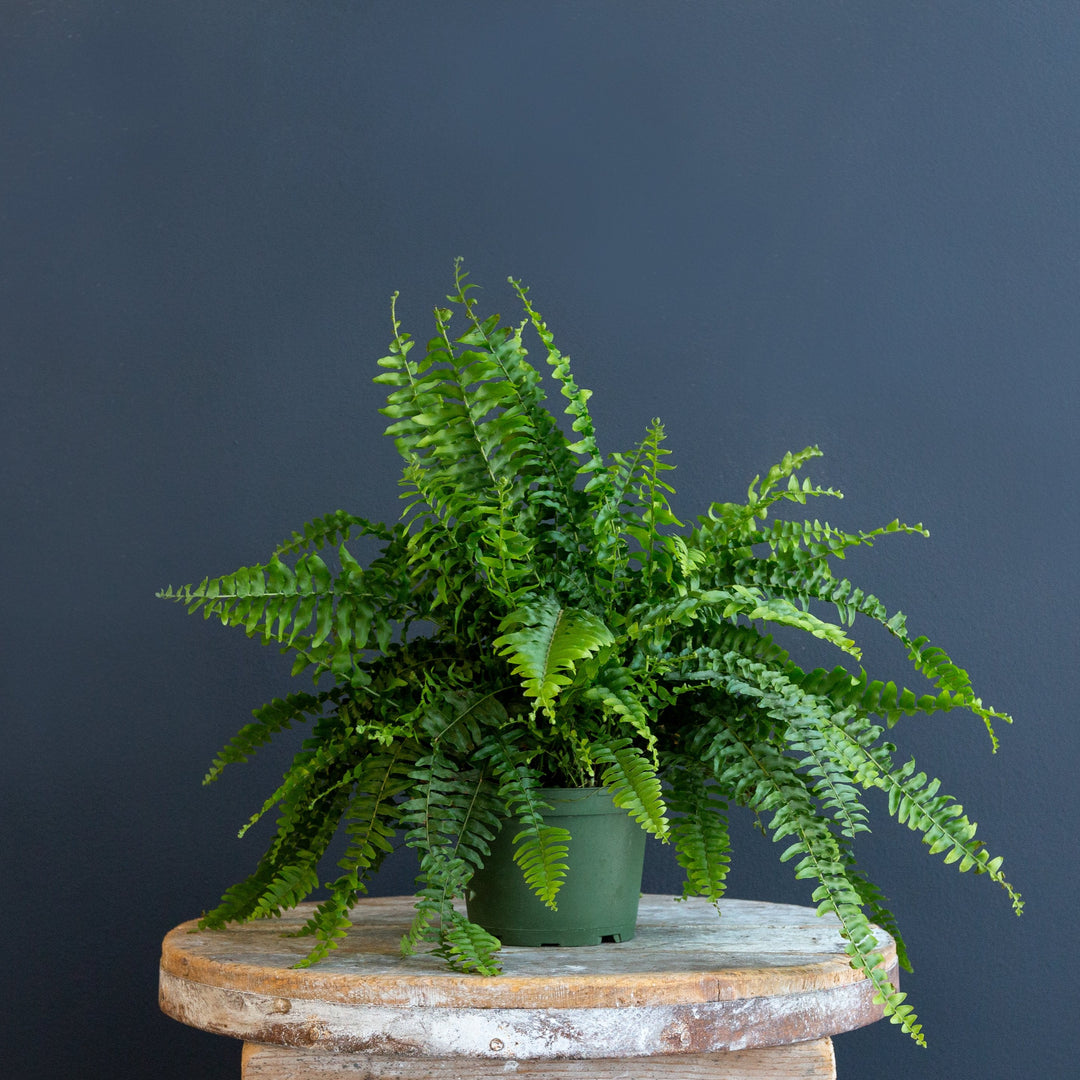 Boston Fern 6inches