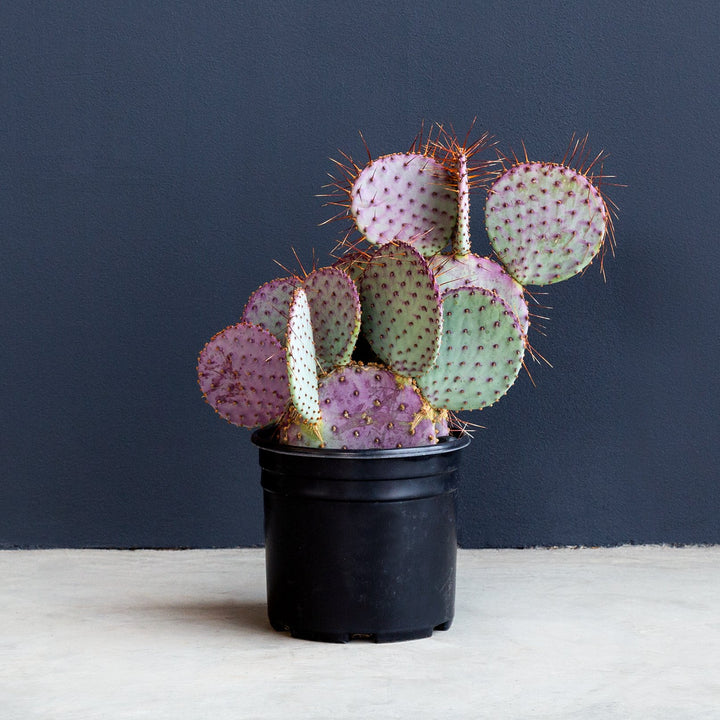 Santa Rita Prickly Pear (Opuntia santarita) 3 gal