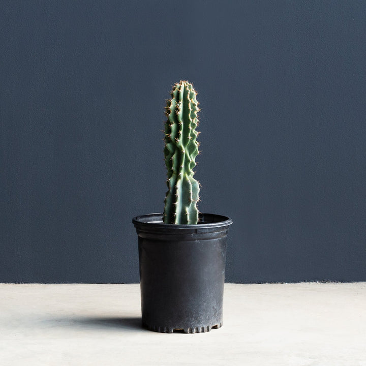 Monstrose Apple Cactus (Cereus Peruvianus Monstrose) 5 gal
