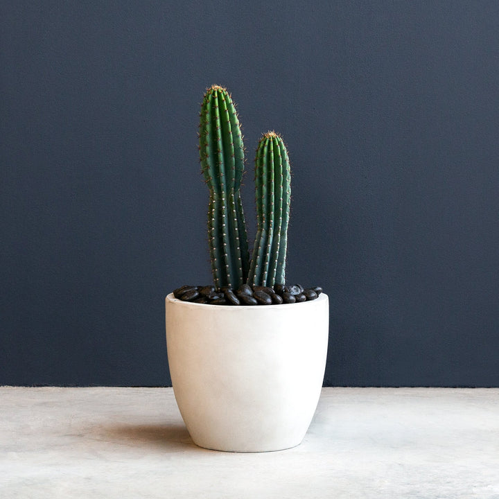 Peruvian Cactus Cactus - Peruvian Apple (Cereus Peruvianus) – Rolling Greens