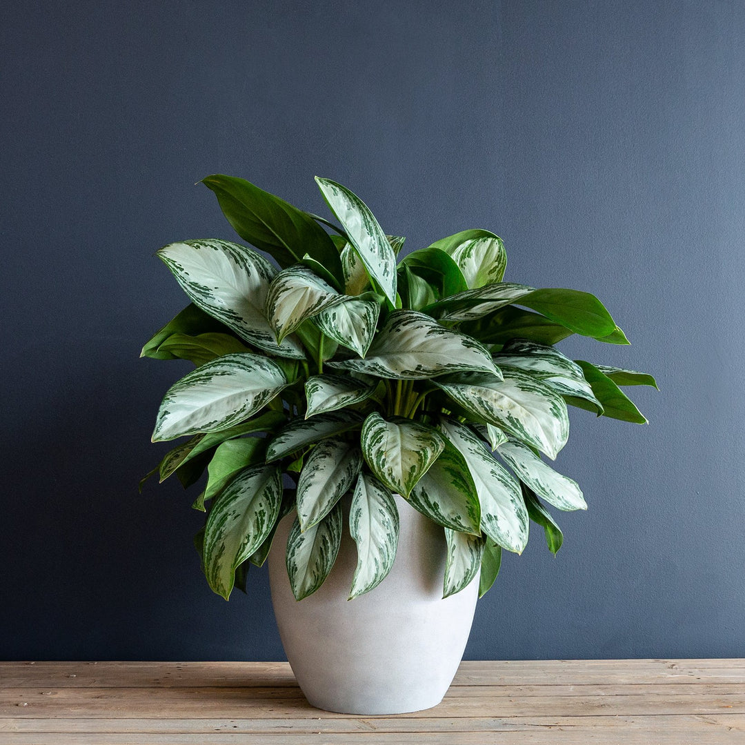 Aaglaonema Silver Bay Chinese Evergreen Plant 
