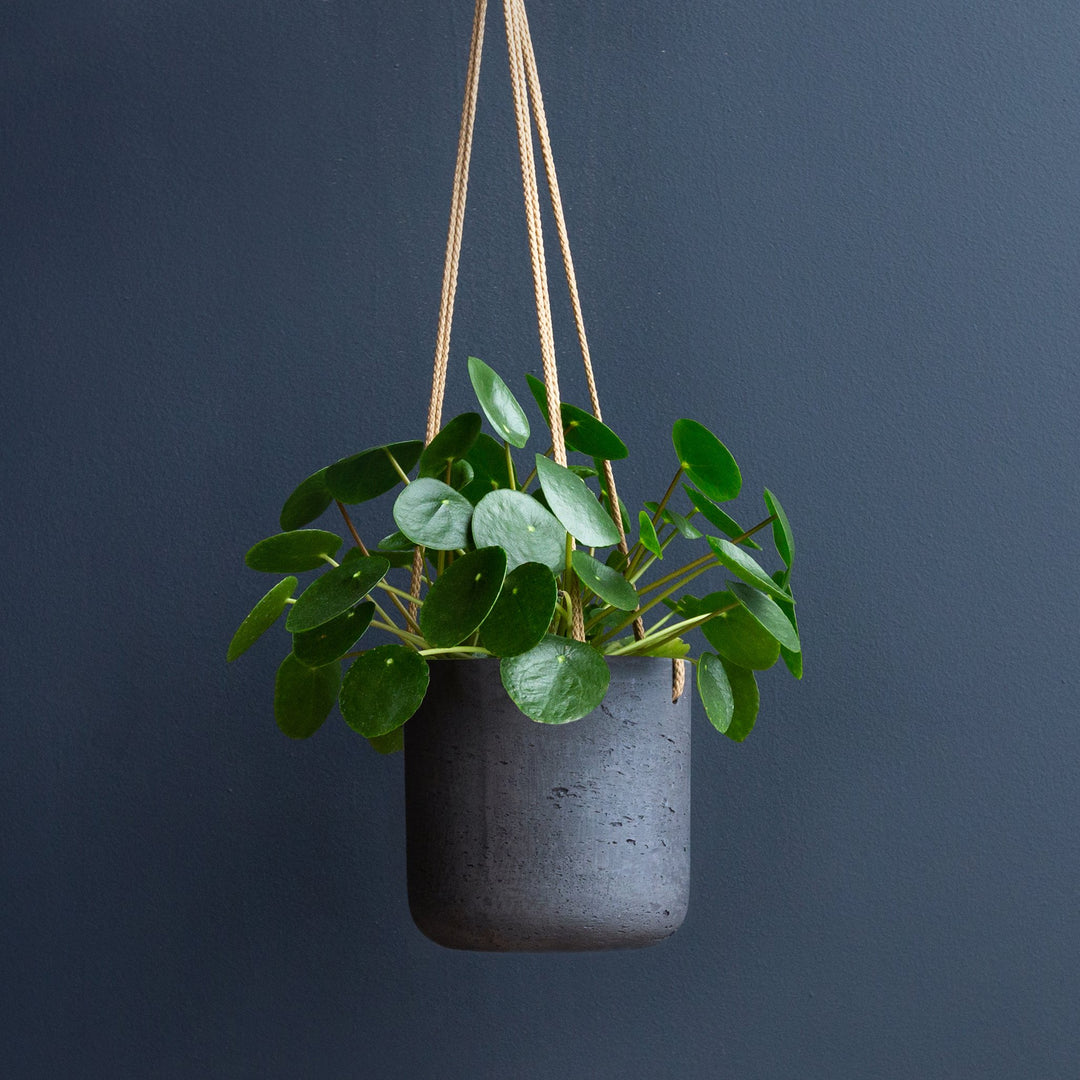 money plant trailing Chinese Money Plant (Pilea Peperomioides) 4 in