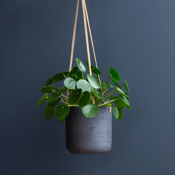 japanese money plant Chinese Money Plant (Pilea Peperomioides) – Rolling Greens