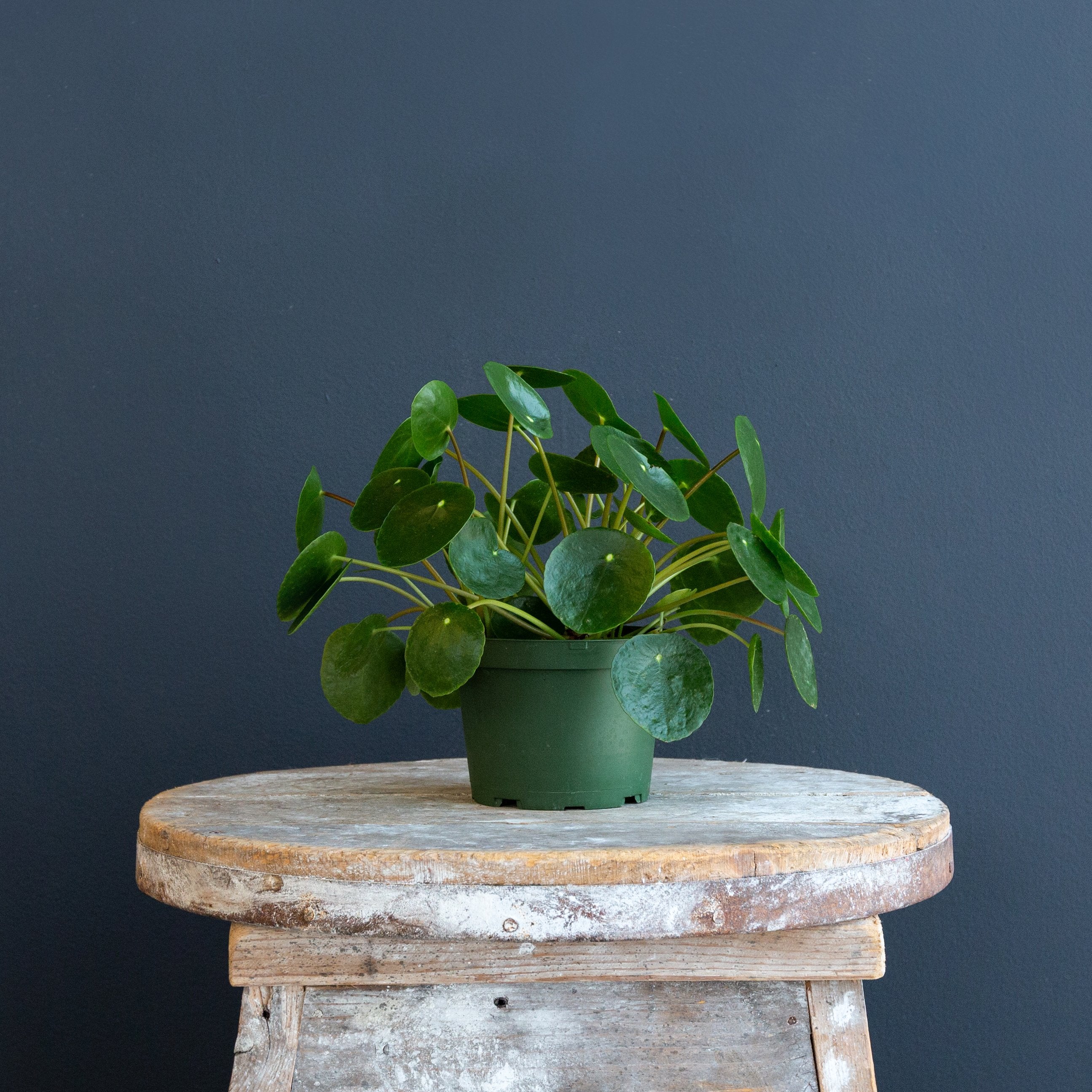 Rolling Greens Chinese Money Plant