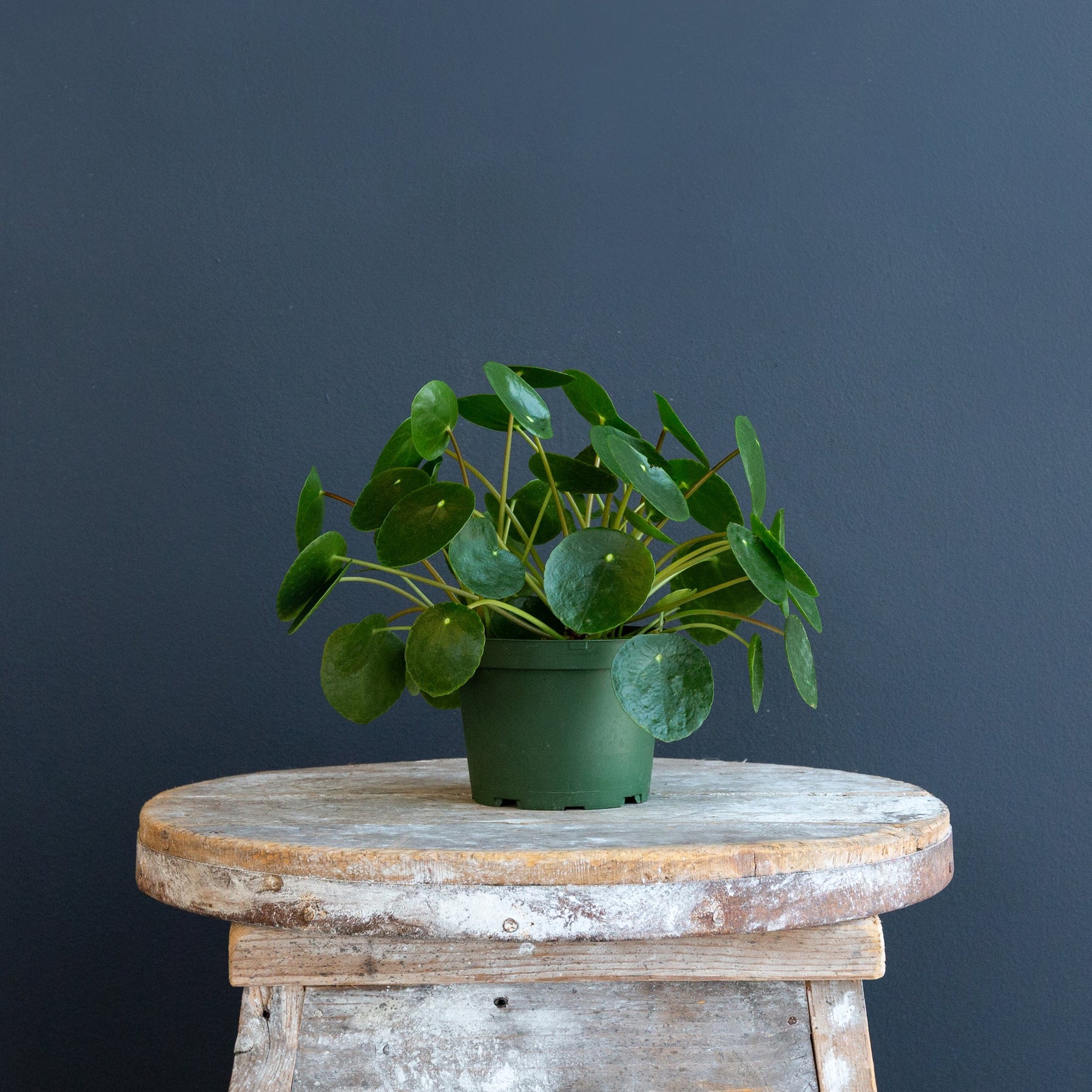chinese money plant where to buy Chinese Money Plant (Pilea Peperomioides) – Rolling Greens