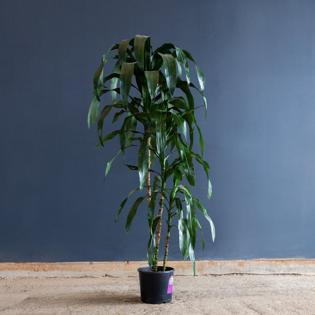 Dracaena Lisa Large