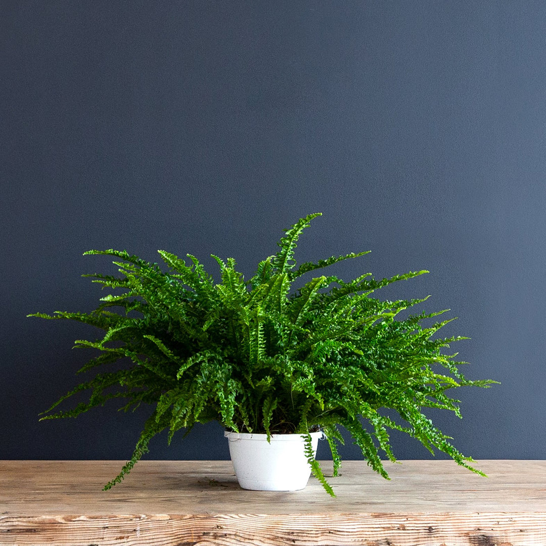 Ariane Fern Plant