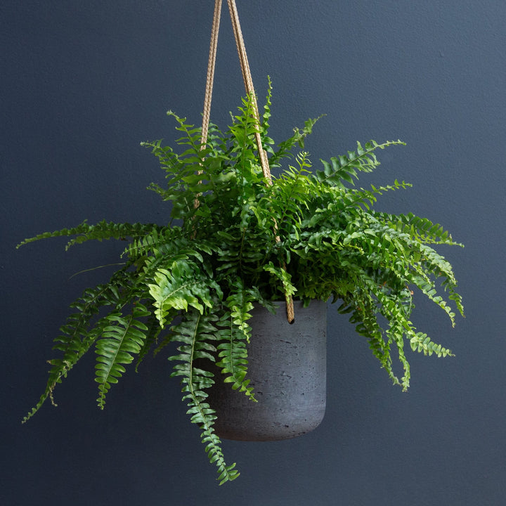 Boston Fern Plant 