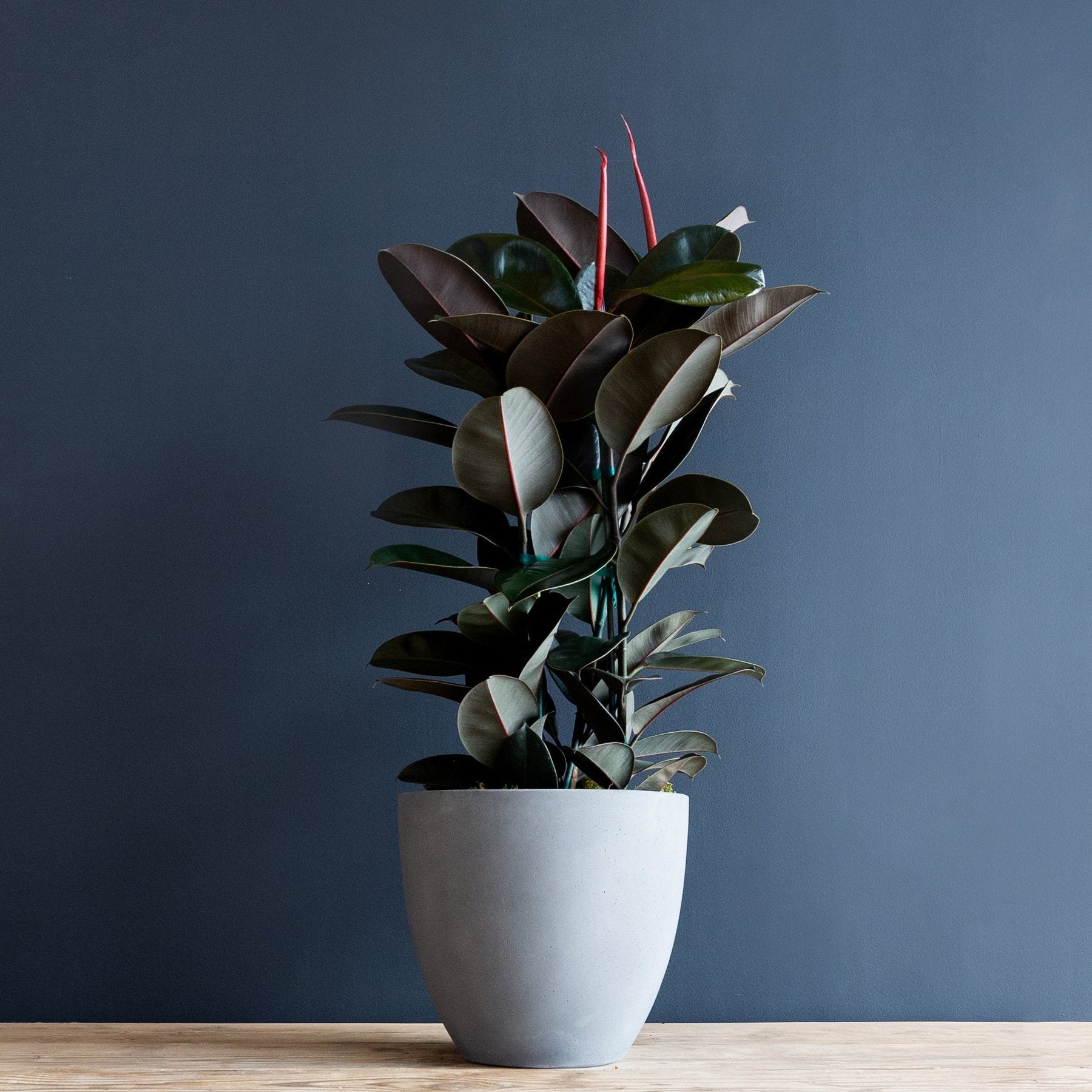 Ficus Elastica 'Burgundy' (Rubber Plant) – Rolling Greens