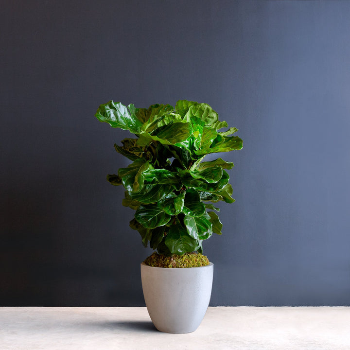 Ficus Lyrata in FibreClay  Medium Plant 