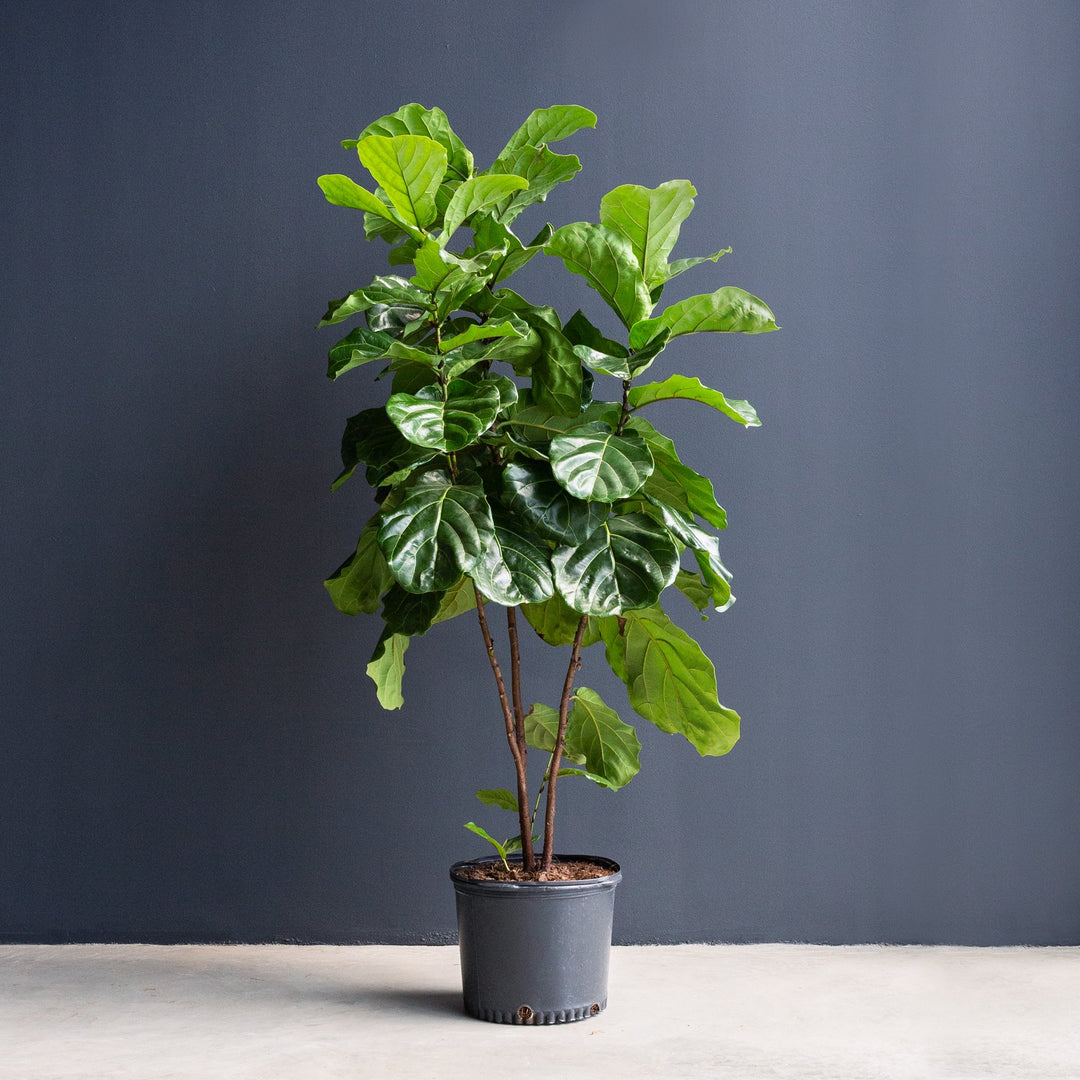 Ficus Lyrata Plant Only 