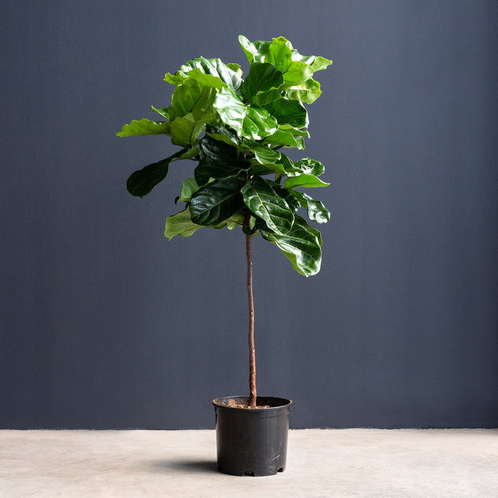 Ficus Lyrata Standard Med Pot Plant
