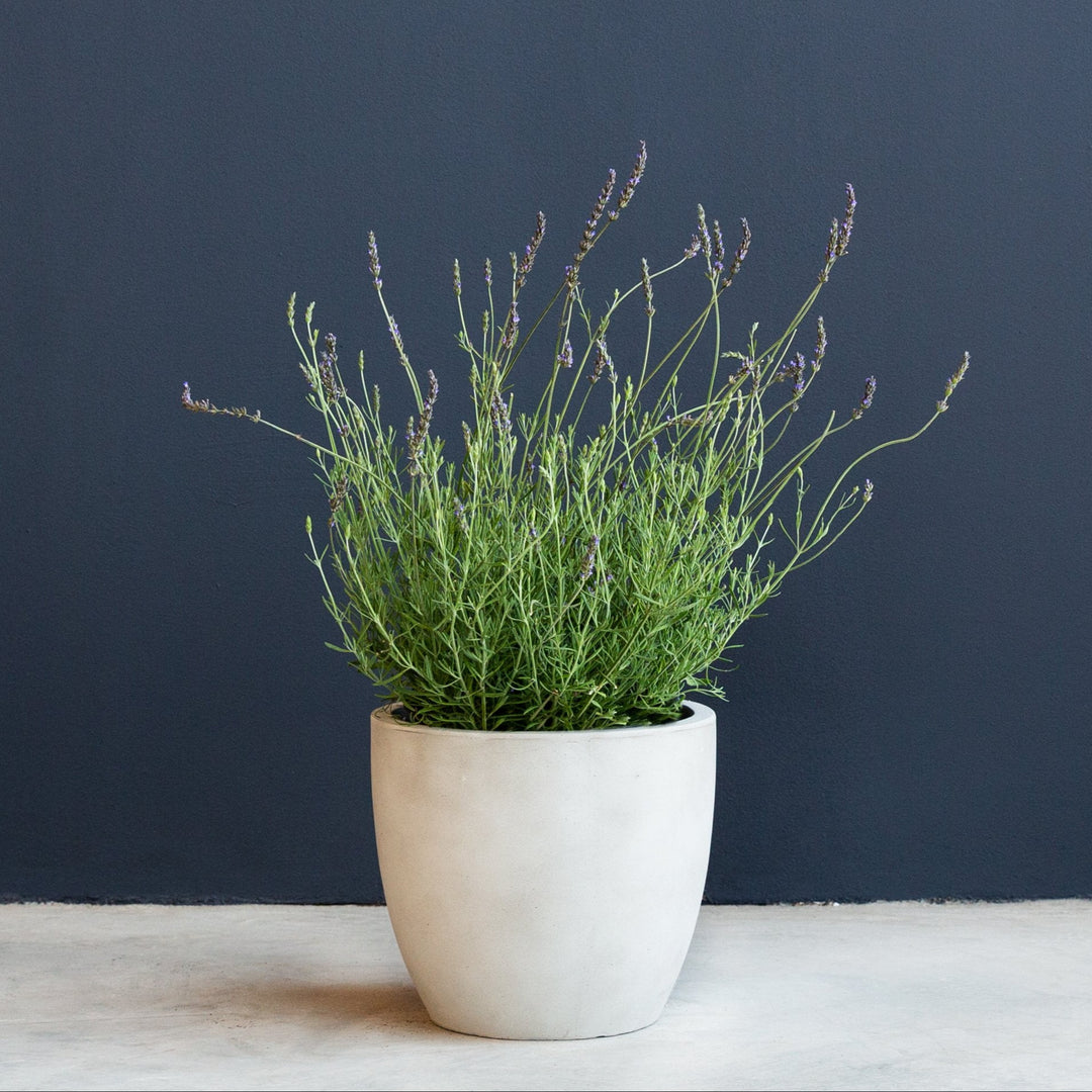 Lavender Plant 