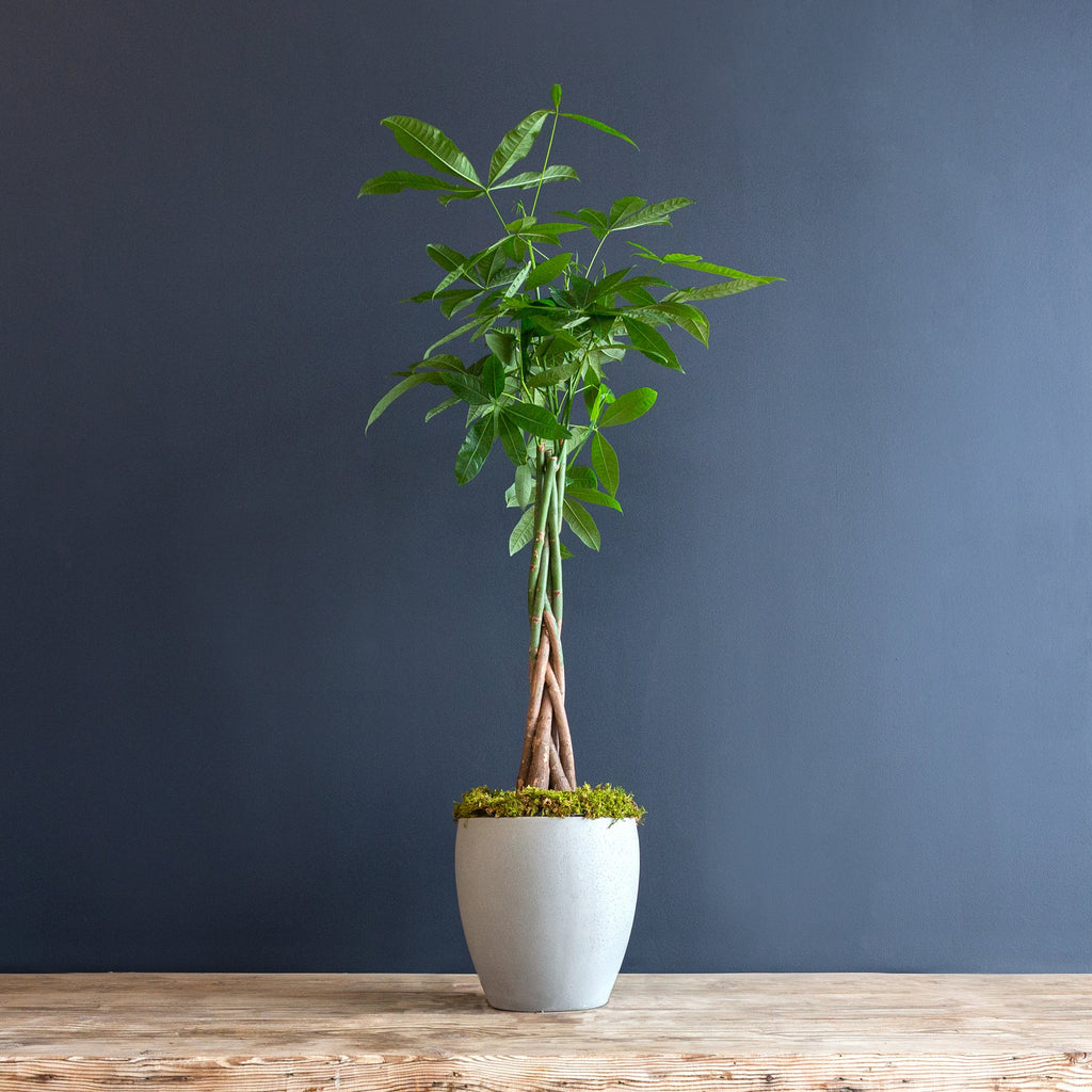 Money Tree (Pachira aquatica)  Rolling Greens
