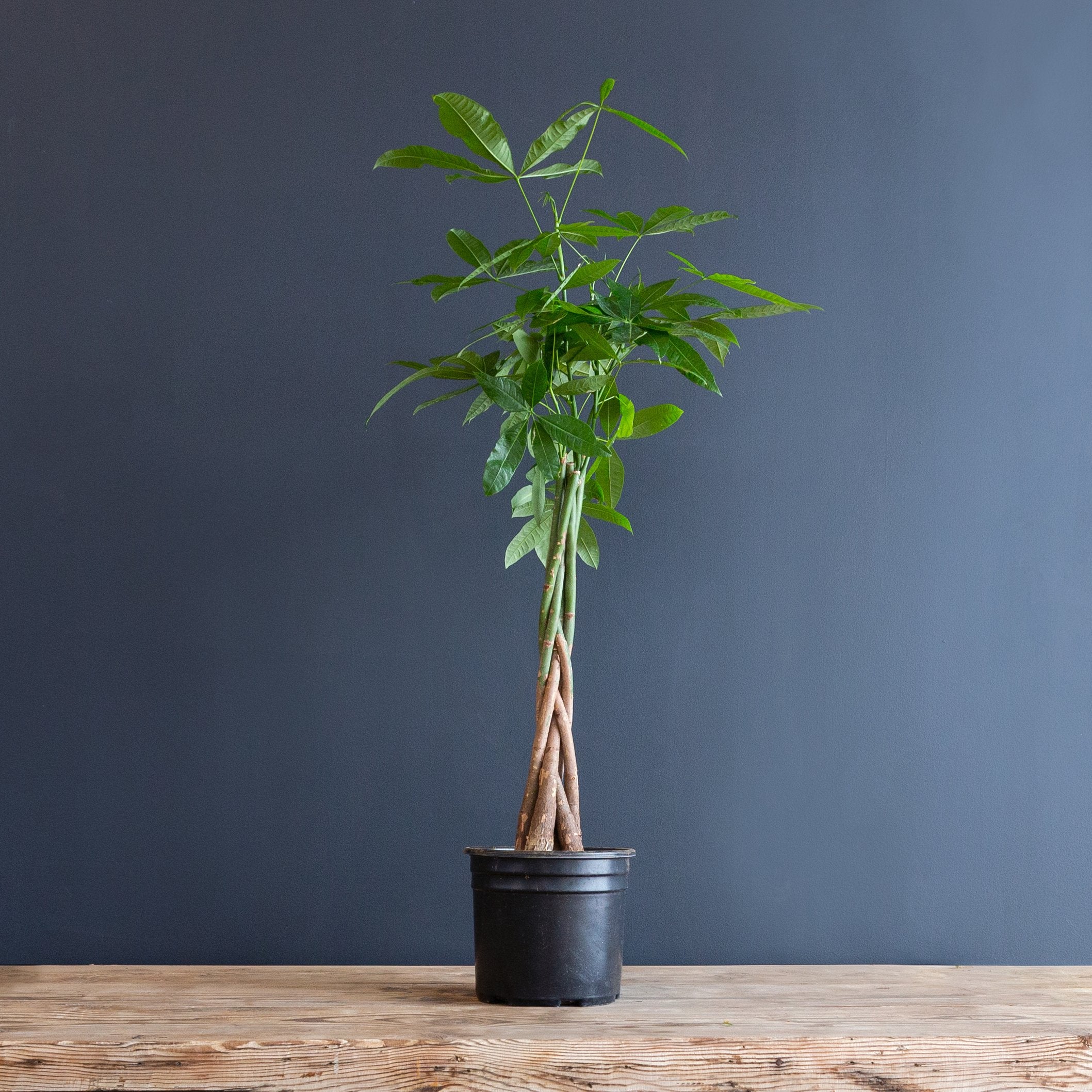 Rolling Greens Money Tree - Thumbnail 2