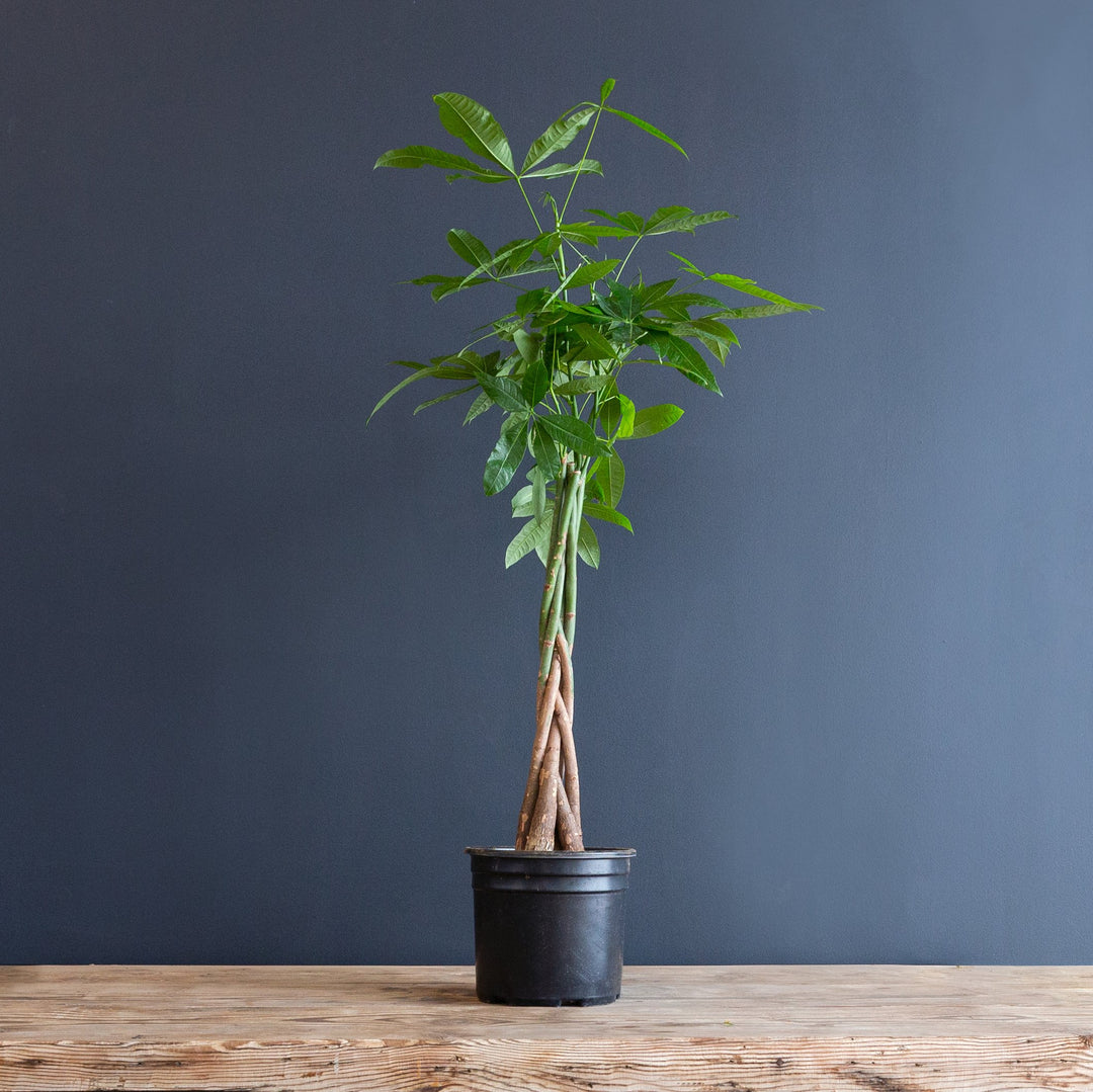 Tall Money Tree Plant
