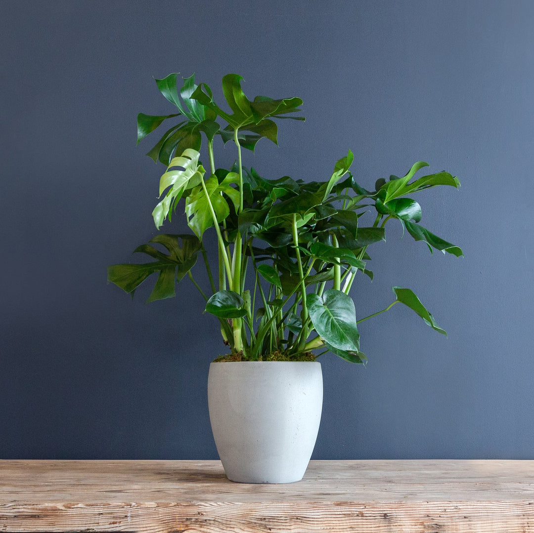 media tanam monstera deliciosa Monstera Deliciosa