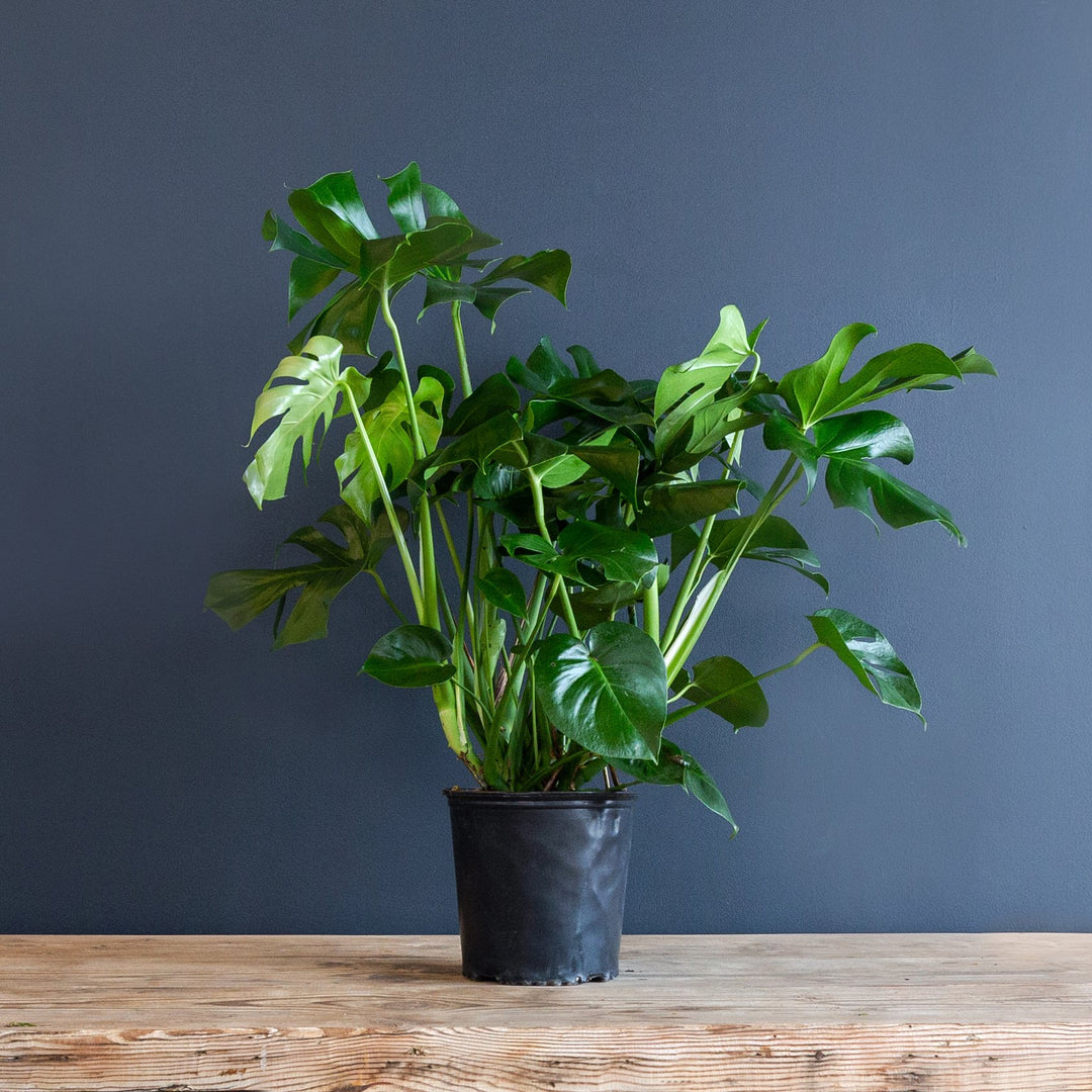 monstera deliciosa 10 in pot Monstera Deliciosa