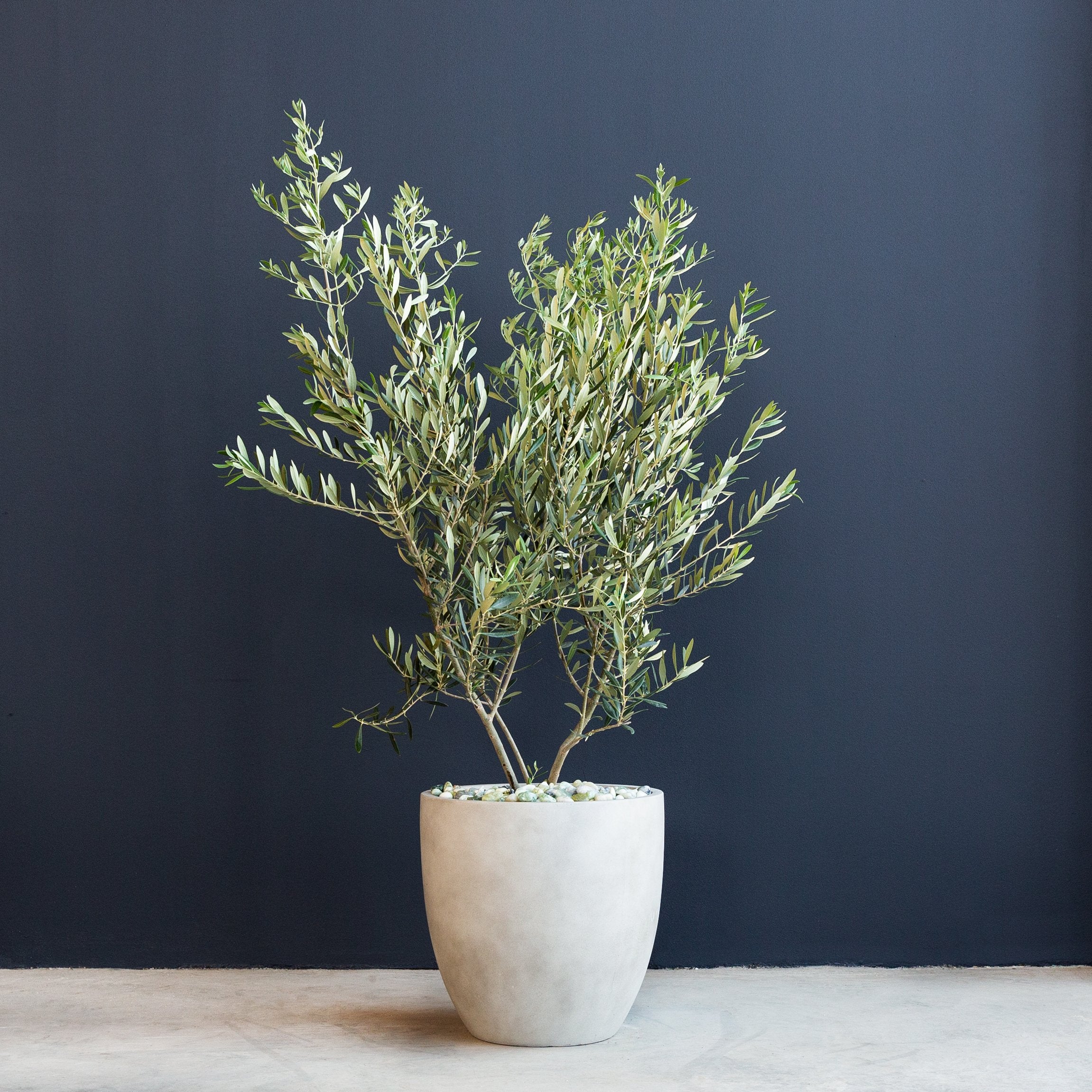 Olive Tree (Olea europaea 'Wilsonii') 15 gal