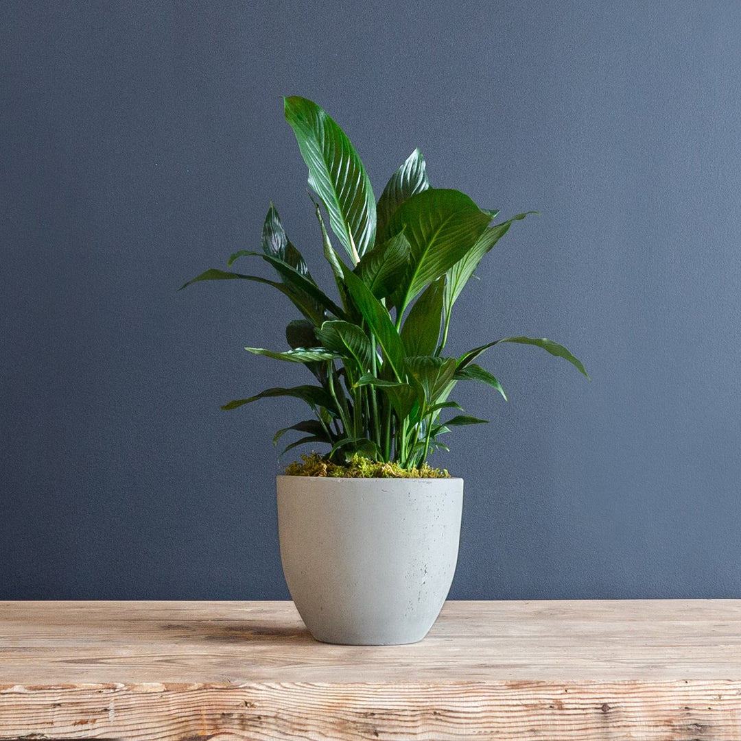 Spathiphyllum Peace Lily Small Plant 