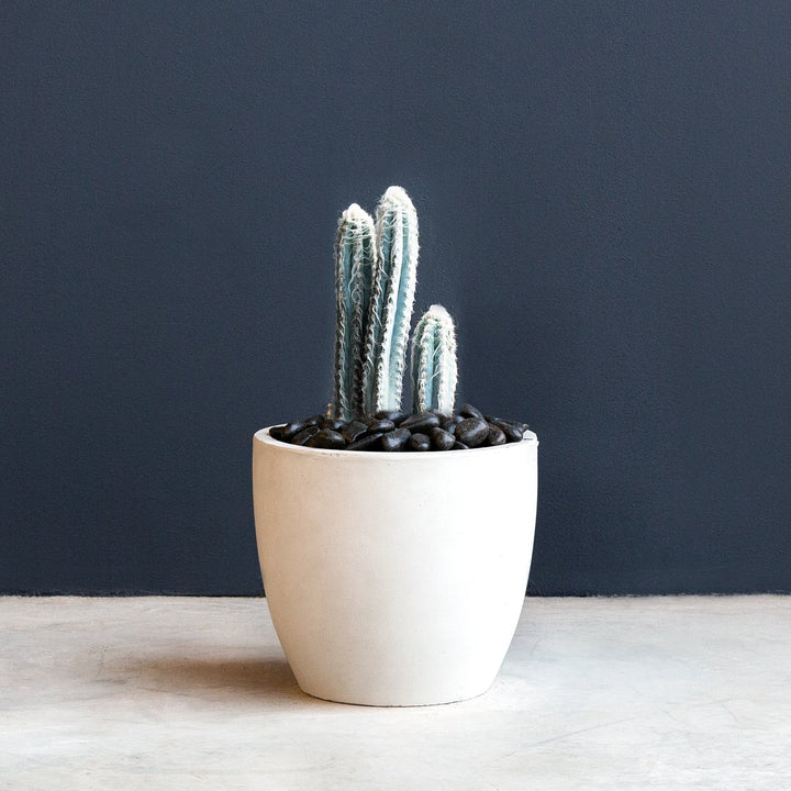  Pachycladus Blue Columnar Cactus Plant 