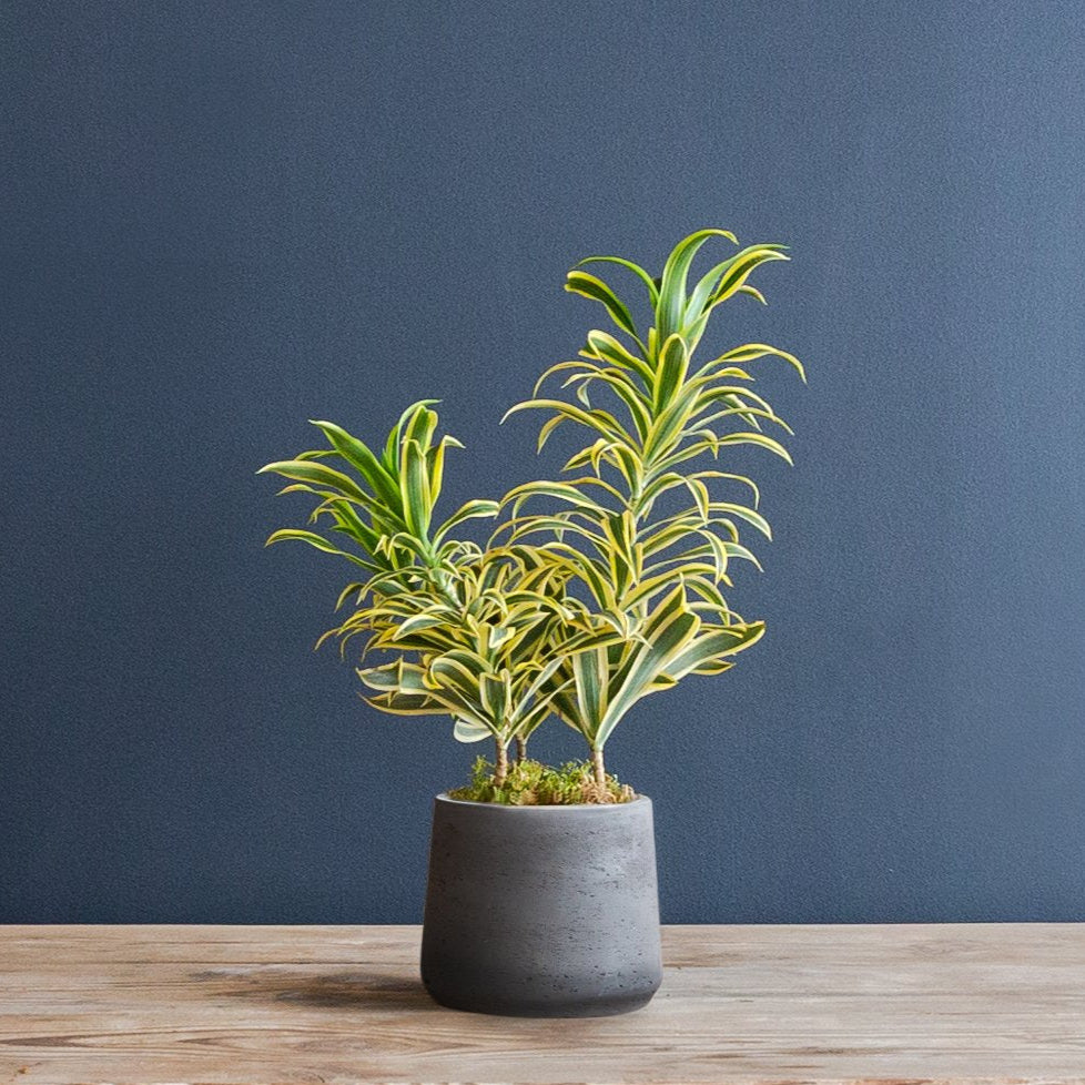 dracaena pleomele song of india Dracaena Reflexa (Song of India)