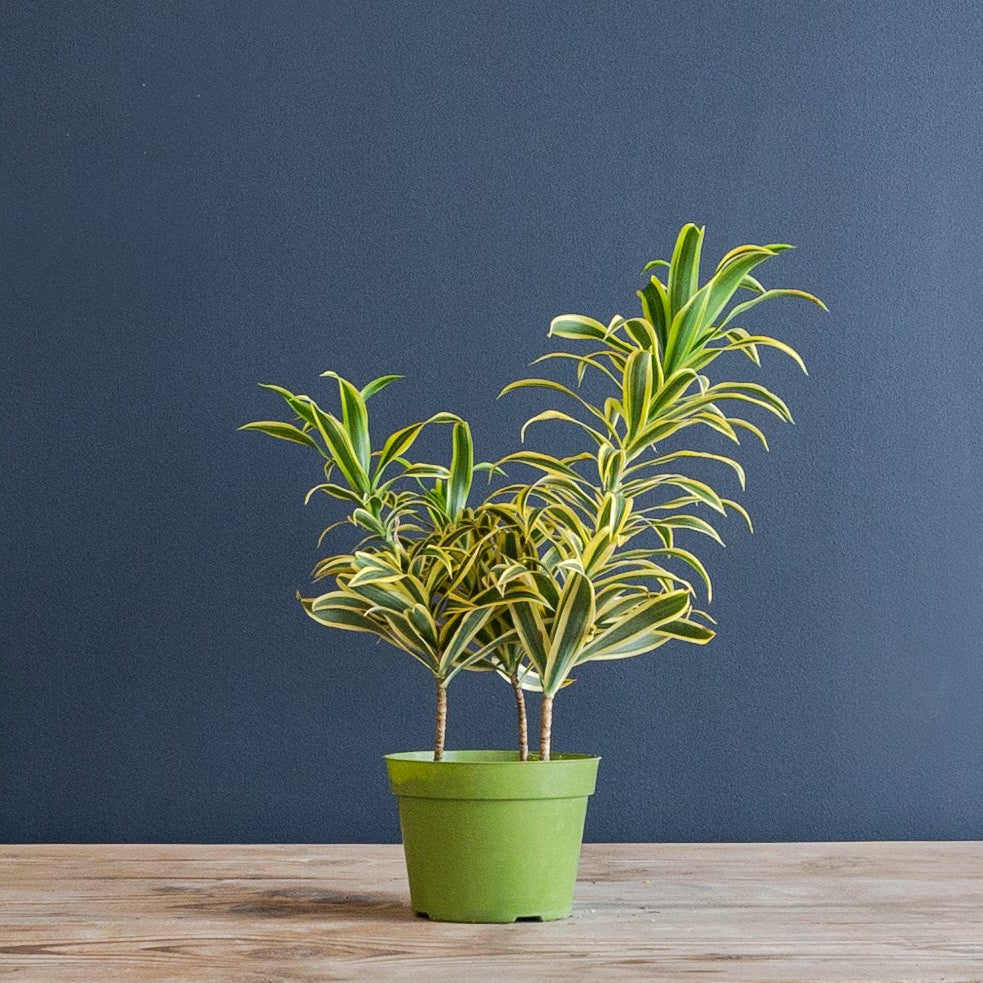 song of india plant indoor or outdoor Dracaena Reflexa (Song of India) – Rolling Greens