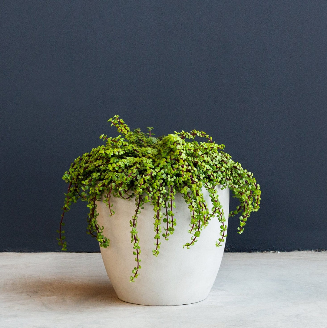 small bushy succulent Portulacaria Afra (Elephant Bush Trailing) – Rolling Greens