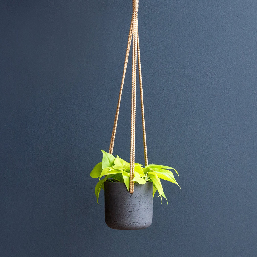 neon pothos hanging plant Pothos