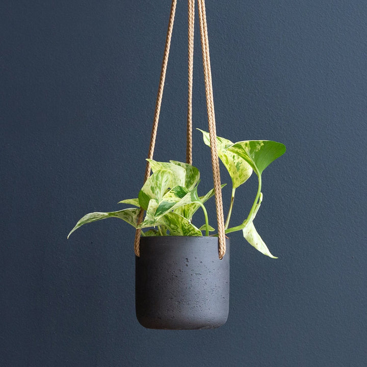 Marbled Pothos Small Plant 