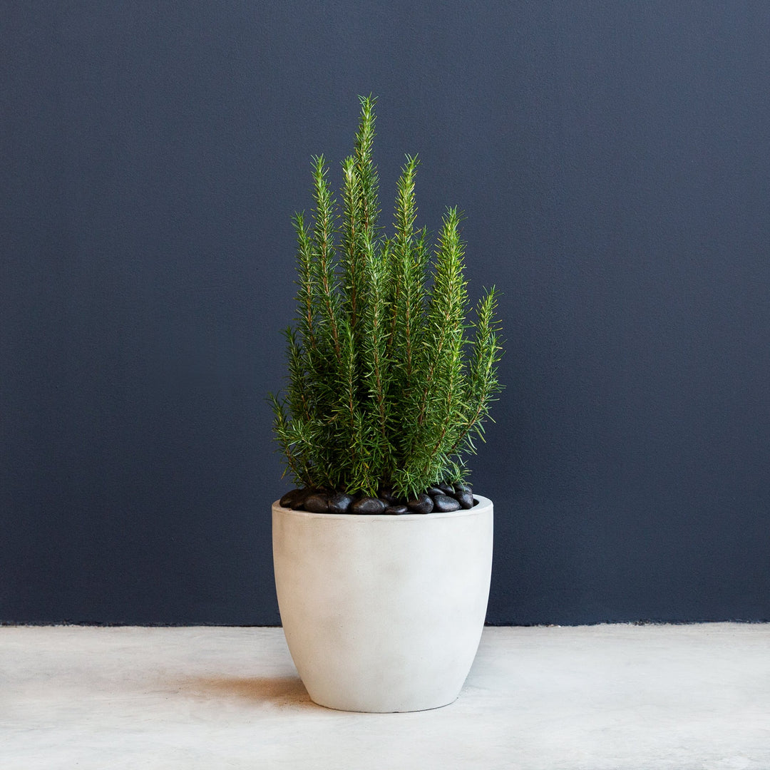 large potted rosemary plant Rosemary (Salvia rosmarinus) 5 gal – Rolling Greens