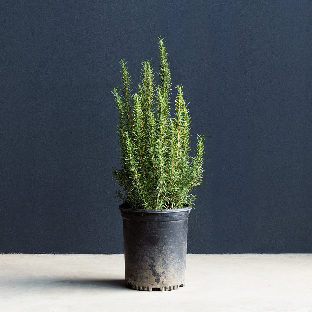 Rosemary Plant Only