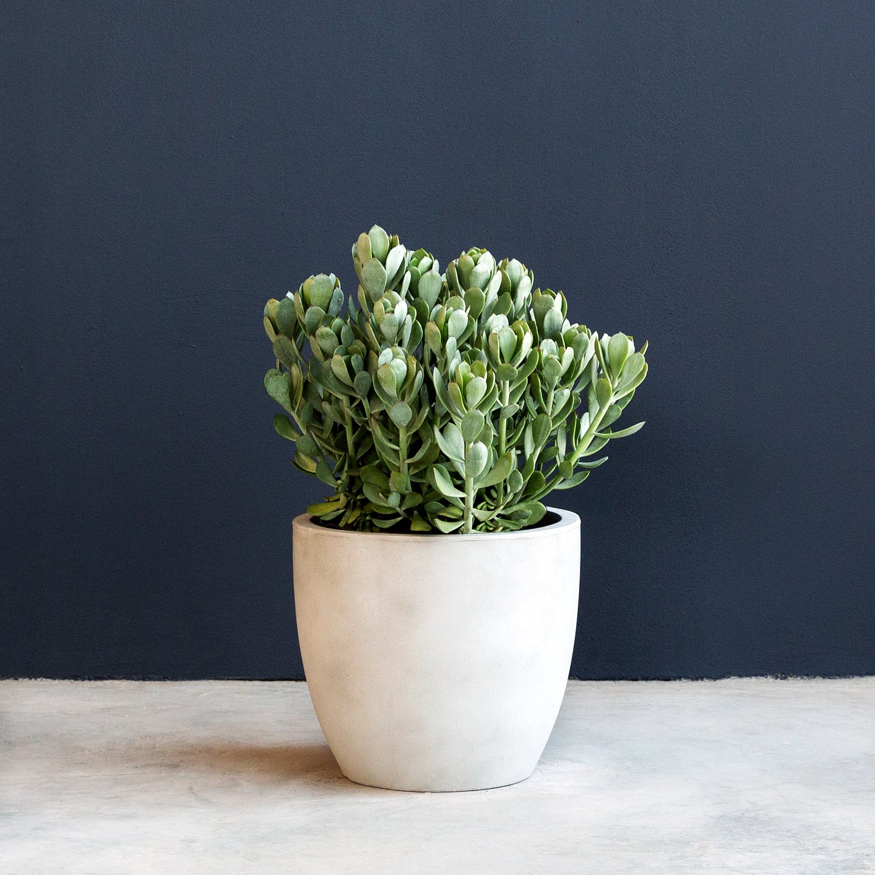 senecio verde fingers succulent plant Madagascar Senecio (Senecio decaryii) – Rolling Greens